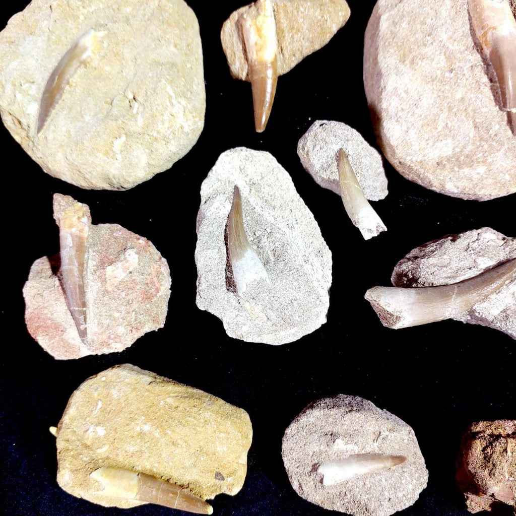 Bulk Plesiosaur Fossil Teeth – AD-12822 - PaleoDeserts