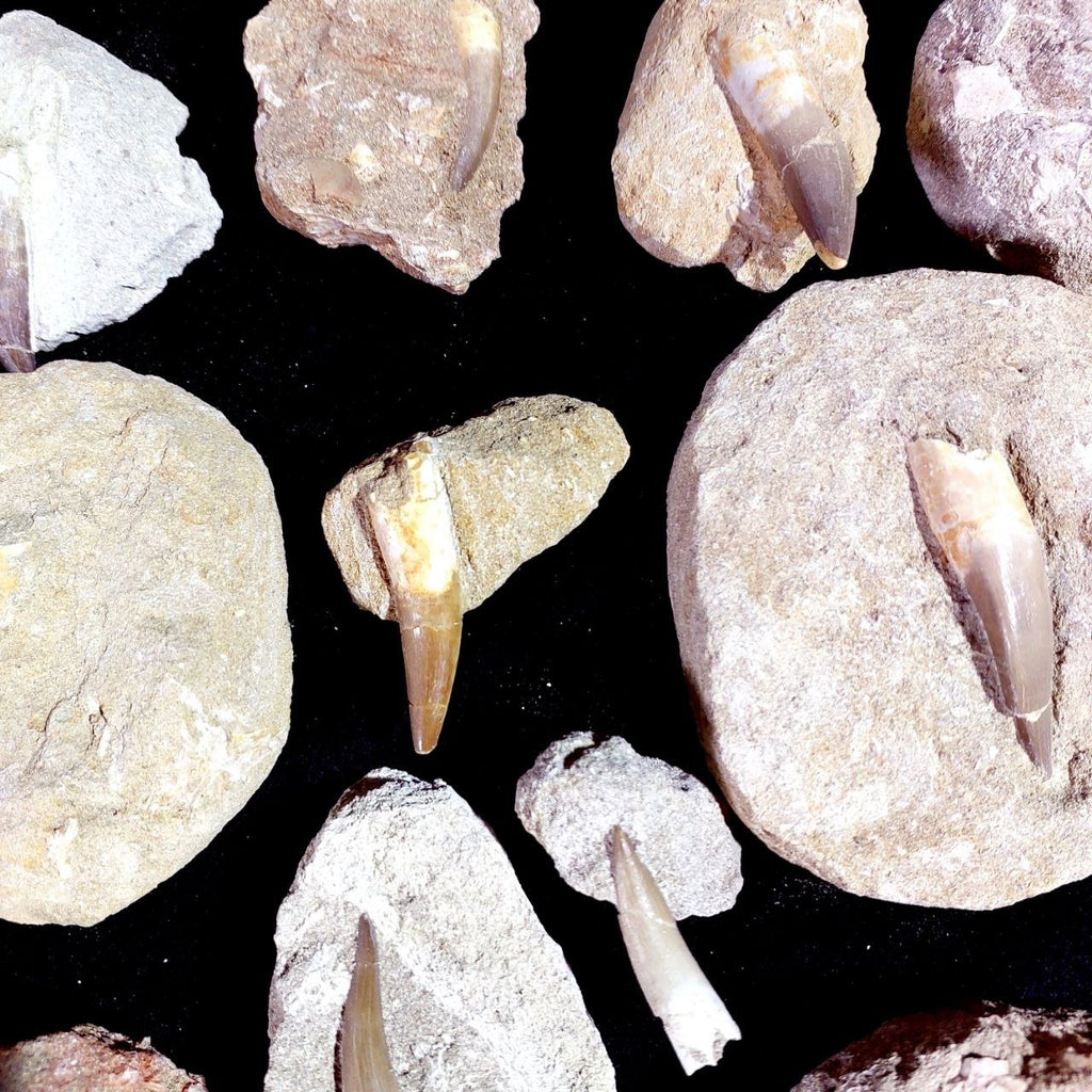 Bulk Plesiosaur Fossil Teeth – AD-12822 - PaleoDeserts