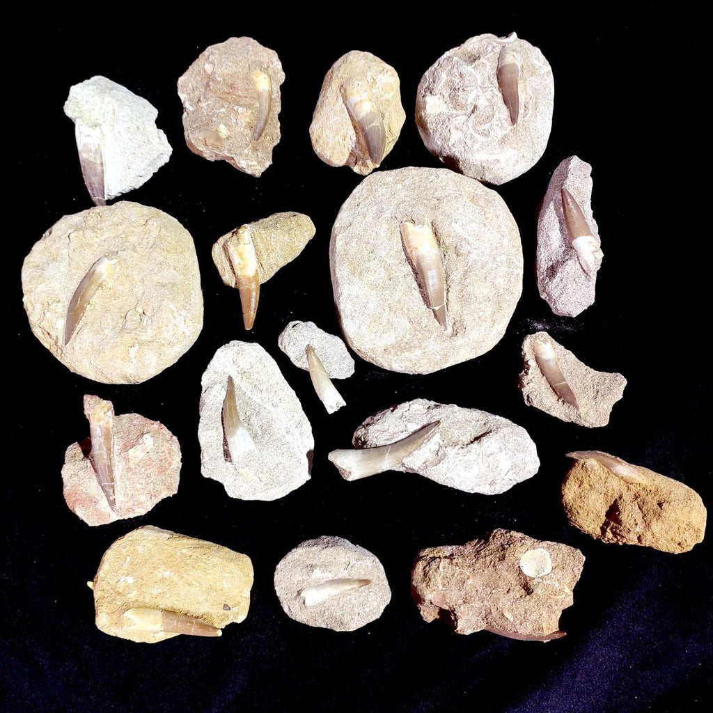 Bulk Plesiosaur Fossil Teeth – AD-12822 - PaleoDeserts
