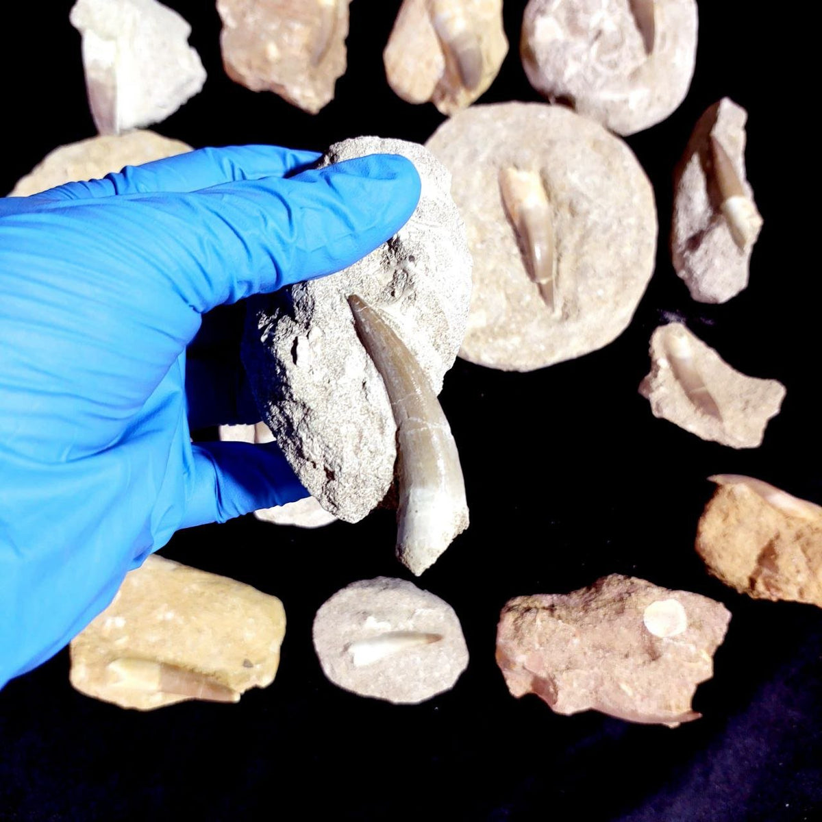Bulk Plesiosaur Fossil Teeth – AD-12822 - PaleoDeserts