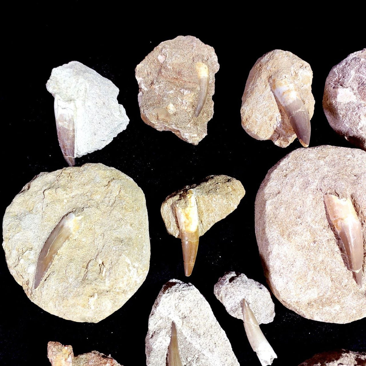 Bulk Plesiosaur Fossil Teeth – AD-12822 - PaleoDeserts