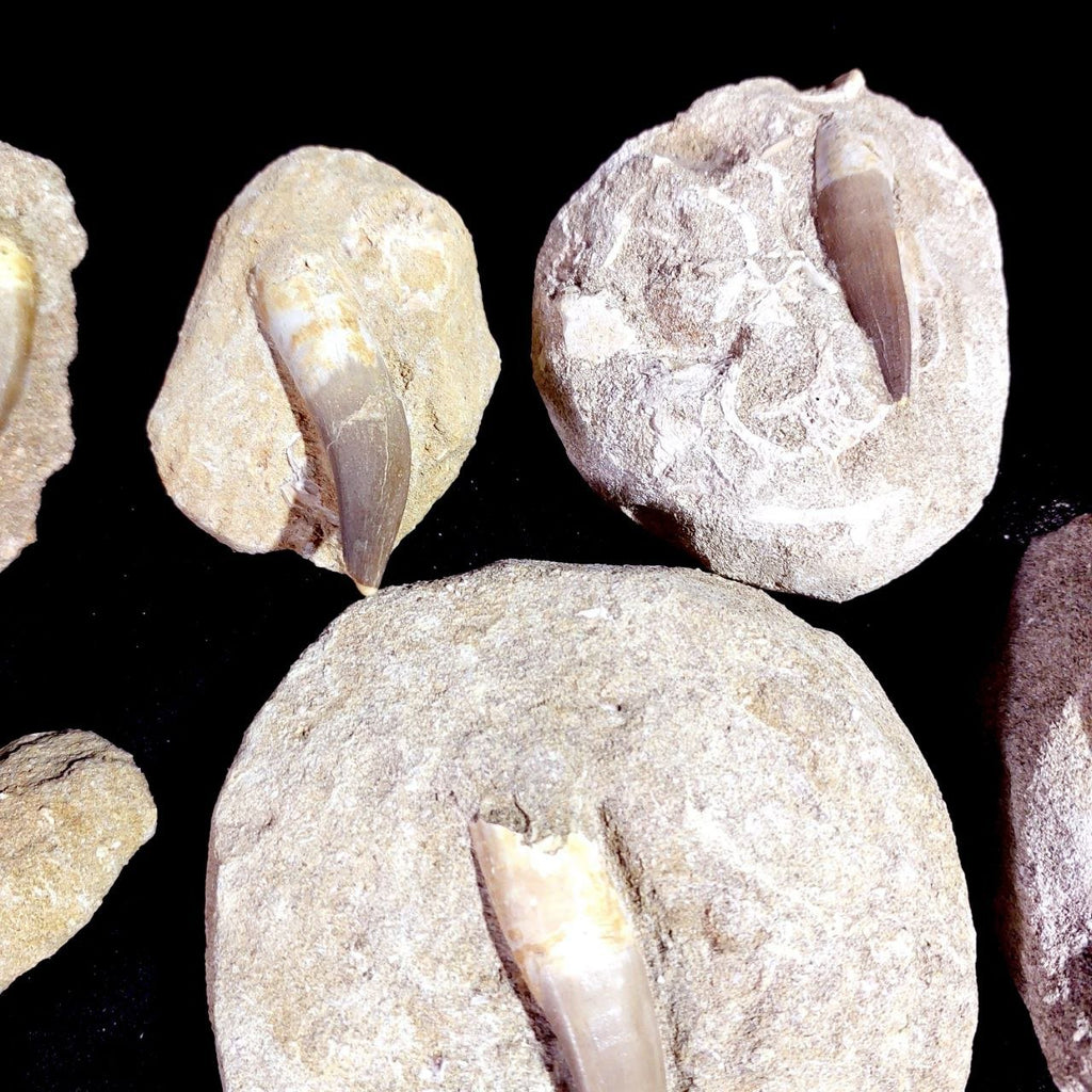 Bulk Plesiosaur Fossil Teeth – AD-12822 - PaleoDeserts