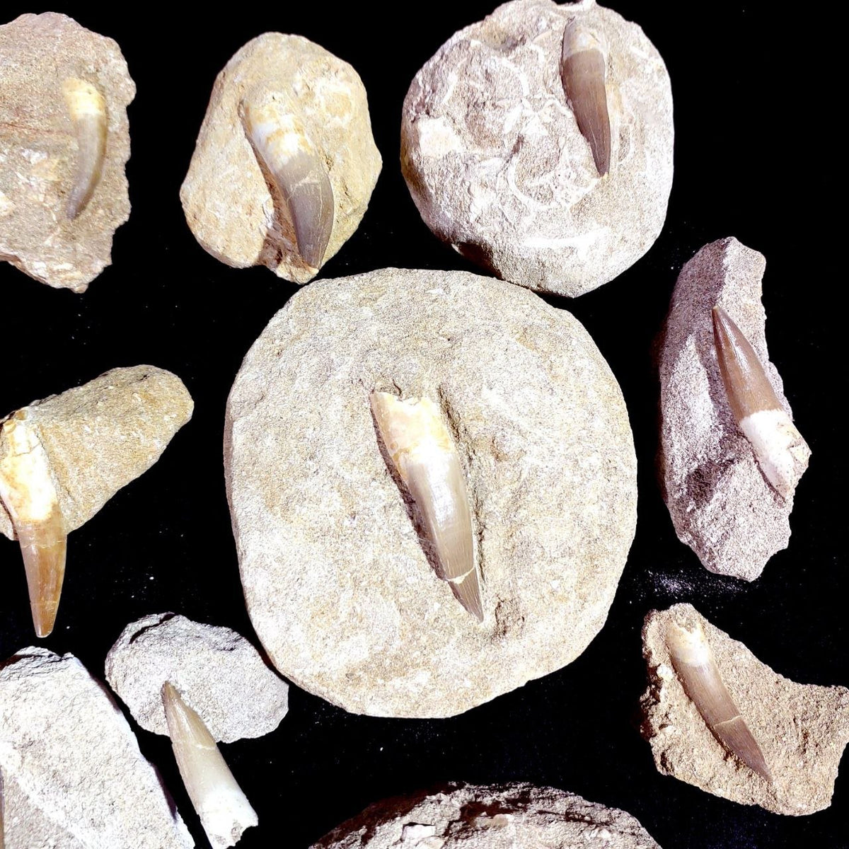 Bulk Plesiosaur Fossil Teeth – AD-12822 - PaleoDeserts