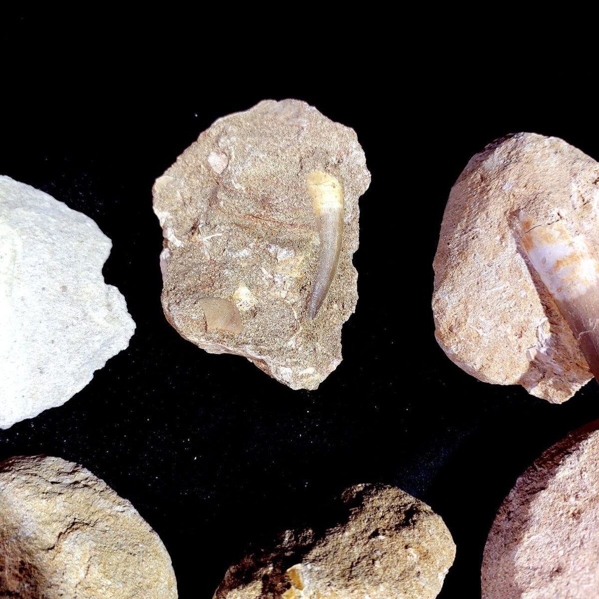 Bulk Plesiosaur Fossil Teeth – AD-12822 - PaleoDeserts