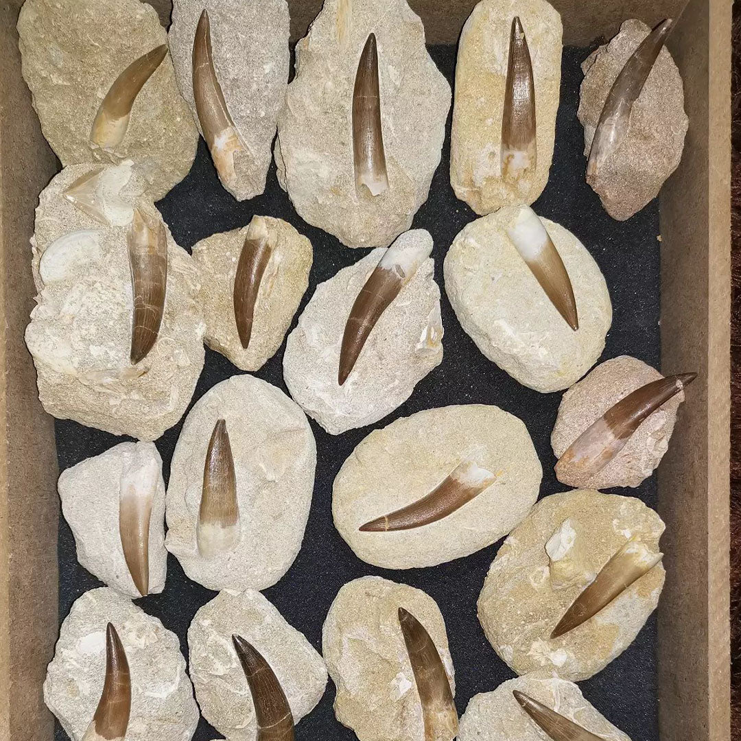 Bulk Plesiosaur Fossil Teeth – AD-12822 - PaleoDeserts