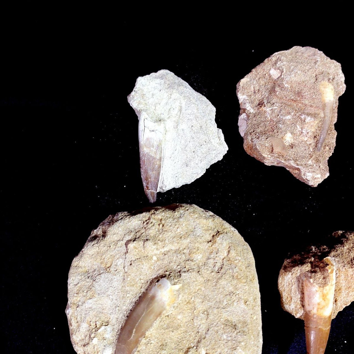 Bulk Plesiosaur Fossil Teeth – AD-12822 - PaleoDeserts