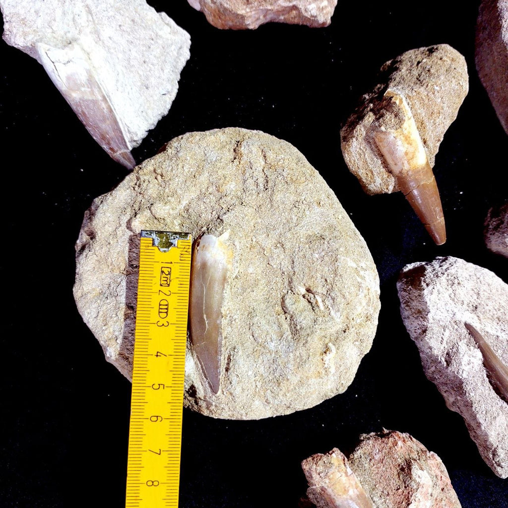 Bulk Plesiosaur Fossil Teeth – AD-12822 - PaleoDeserts