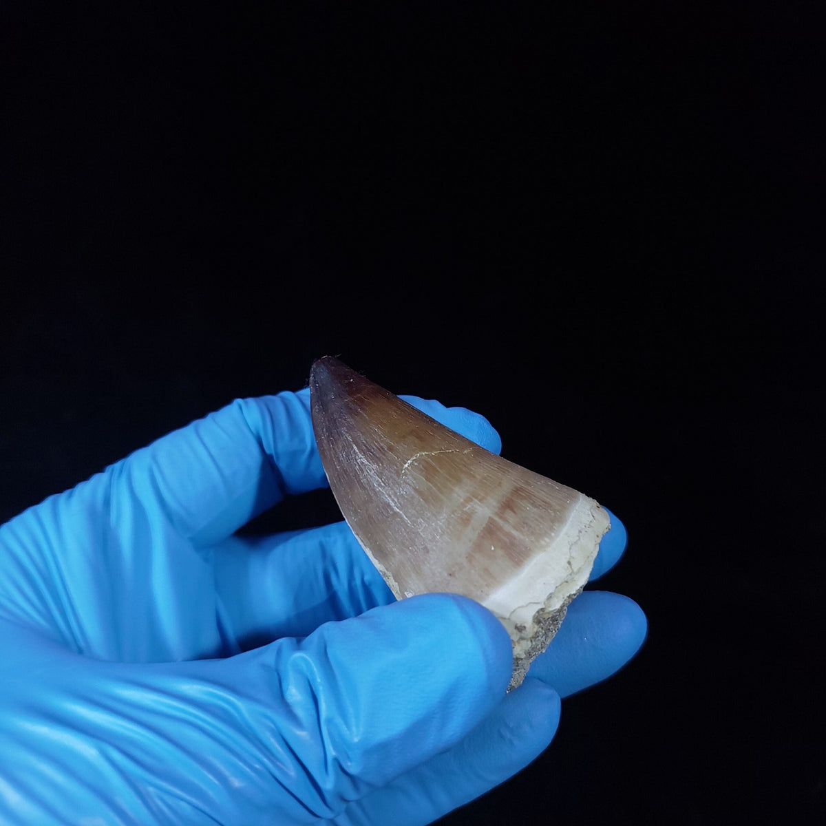 Bulk Prognathodon Fossil Teeth – AD-9774 - PaleoDeserts
