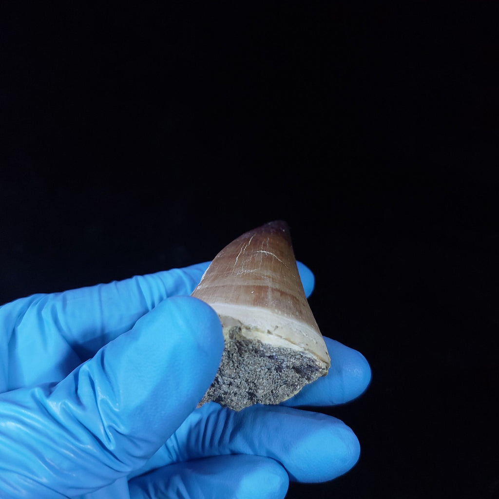 Bulk Prognathodon Fossil Teeth – AD-9774 - PaleoDeserts