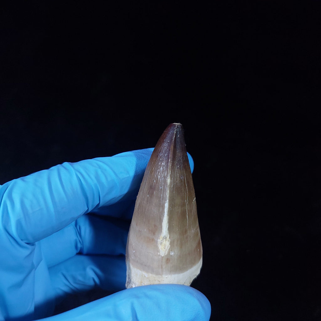 Bulk Prognathodon Fossil Teeth – AD-9774 - PaleoDeserts