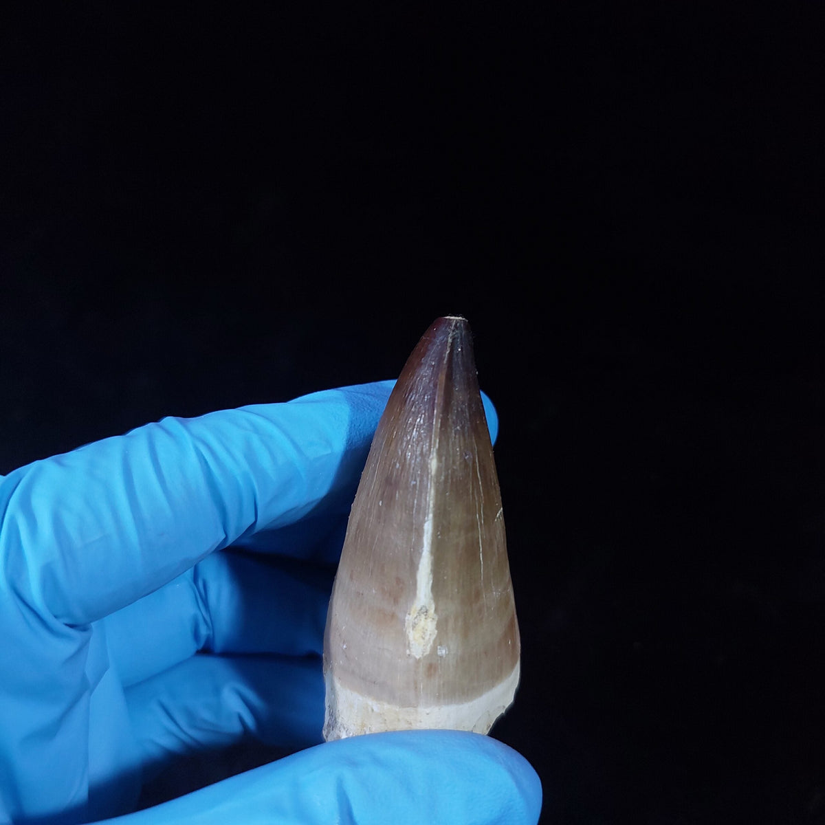 Bulk Prognathodon Fossil Teeth – AD-9774 - PaleoDeserts