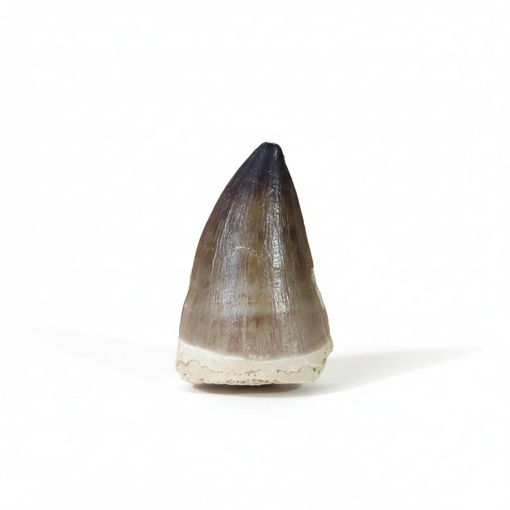 Bulk Prognathodon Fossil Teeth – AD-9774 - PaleoDeserts