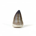 Bulk Prognathodon Fossil Teeth – AD-9774 - PaleoDeserts