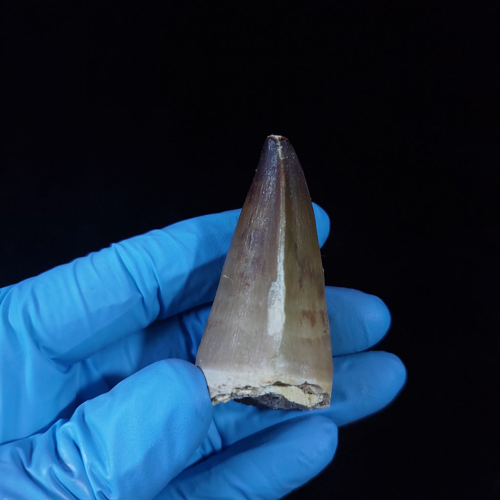 Bulk Prognathodon Fossil Teeth – AD-9774 - PaleoDeserts