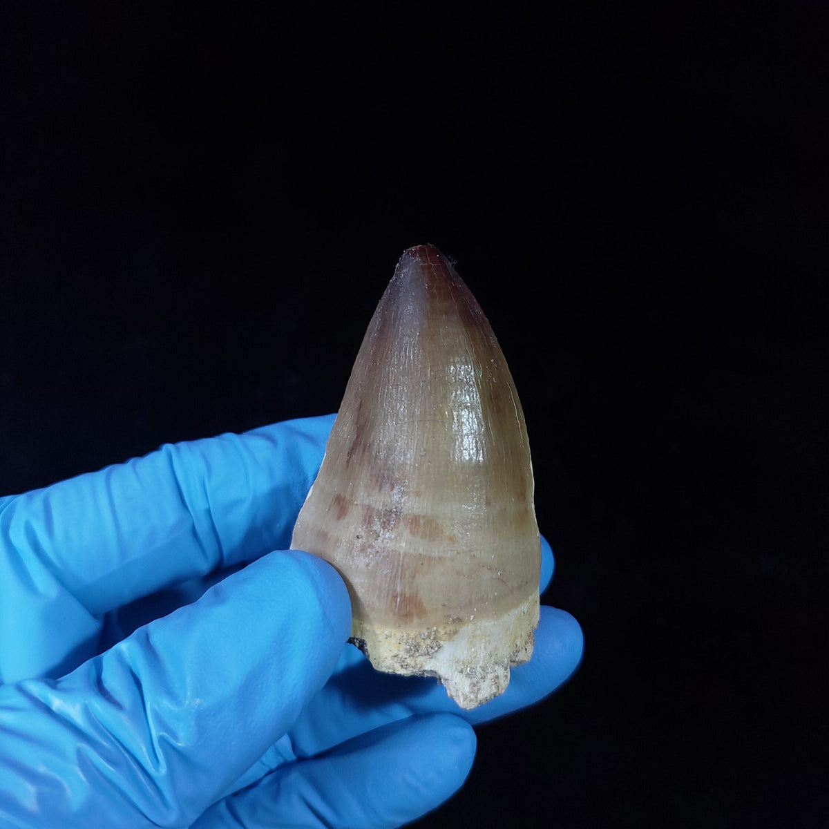 Bulk Prognathodon Fossil Teeth – AD-9774 - PaleoDeserts