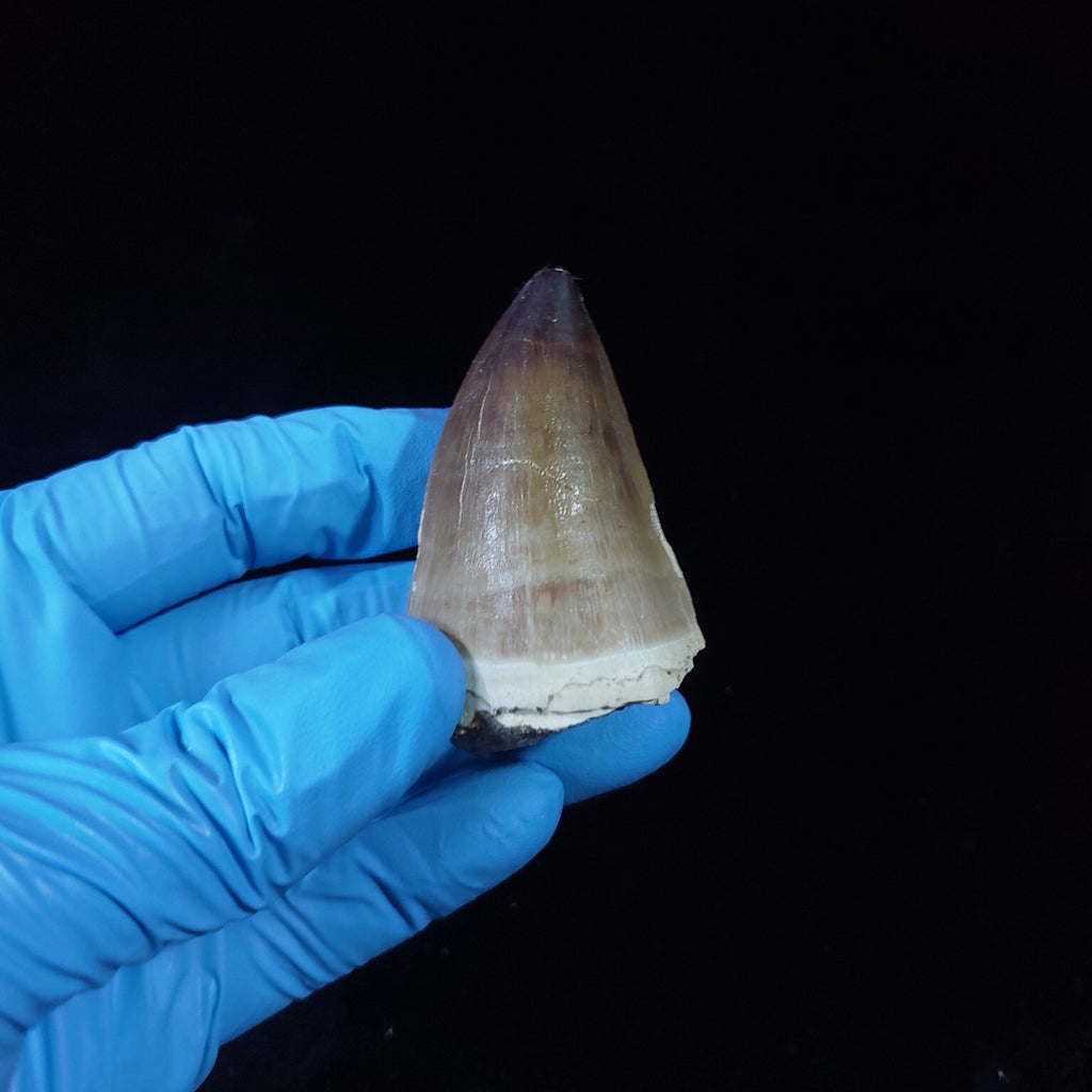Bulk Prognathodon Fossil Teeth – AD-9774 - PaleoDeserts