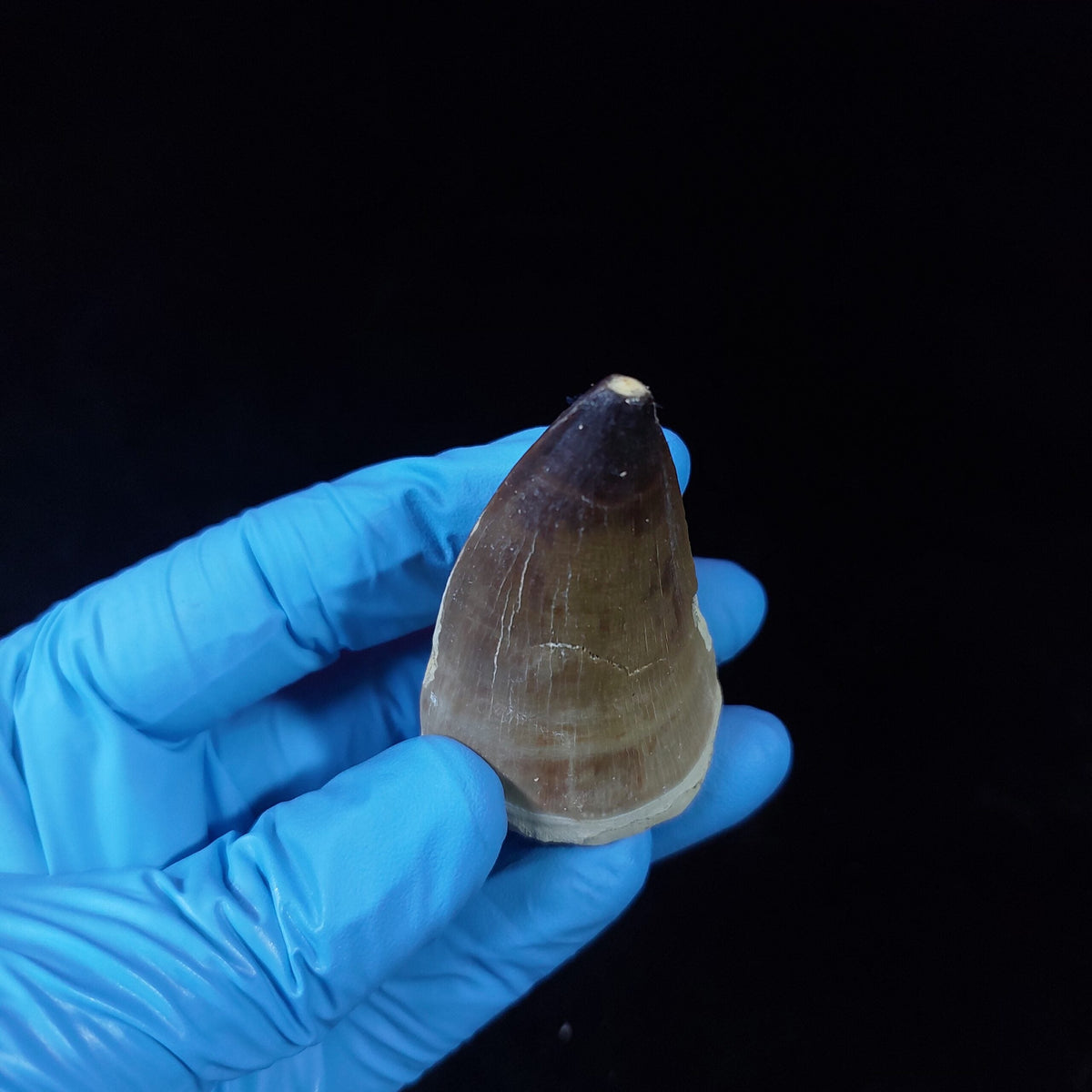 Bulk Prognathodon Fossil Teeth – AD-9774 - PaleoDeserts