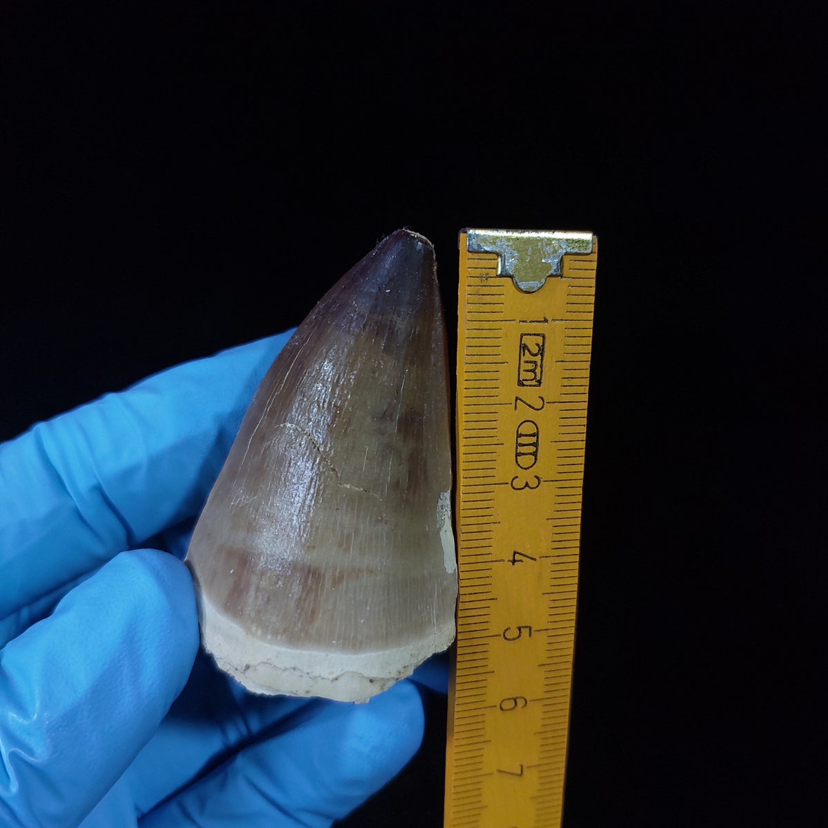 Bulk Prognathodon Fossil Teeth – AD-9774 - PaleoDeserts