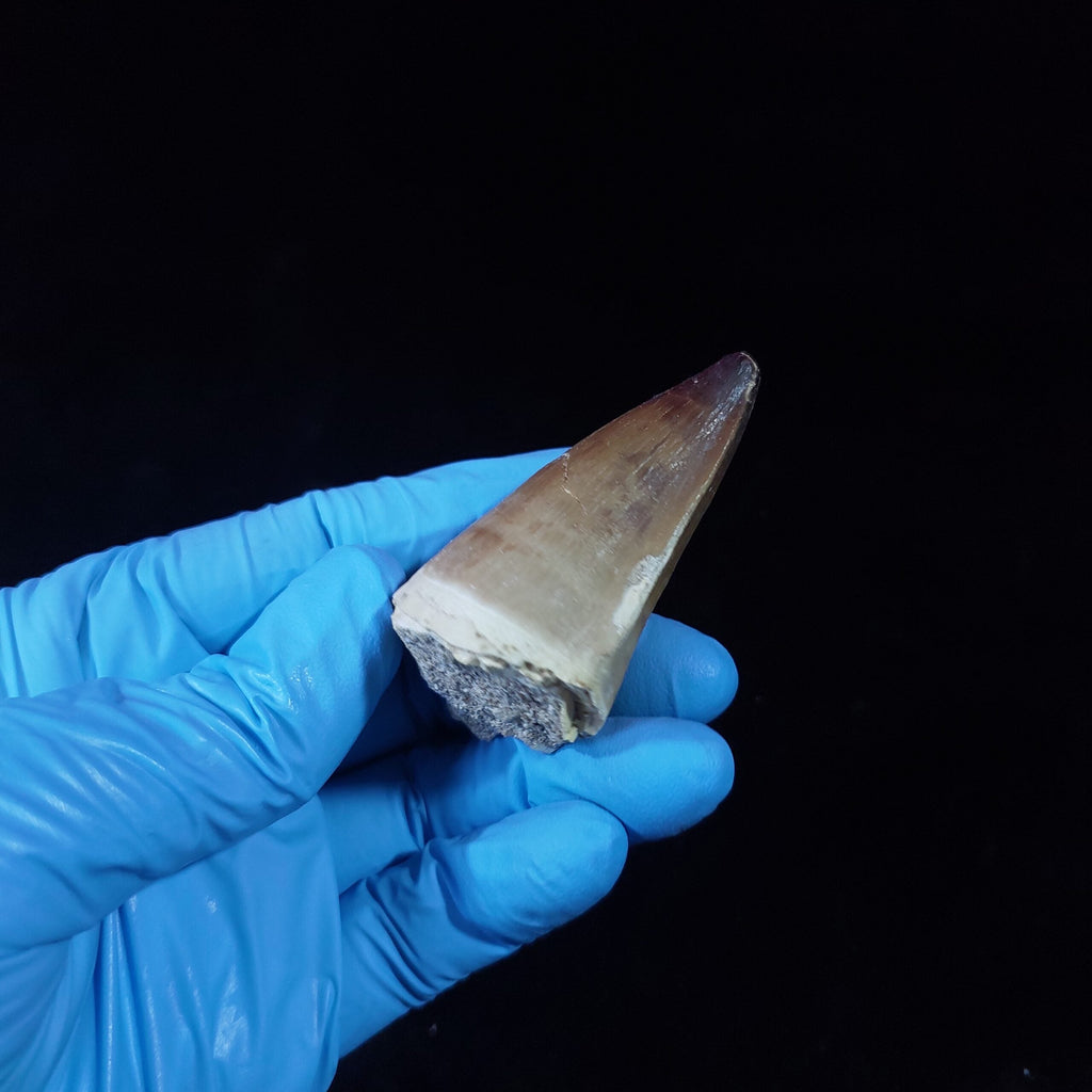 Bulk Prognathodon Fossil Teeth – AD-9774 - PaleoDeserts