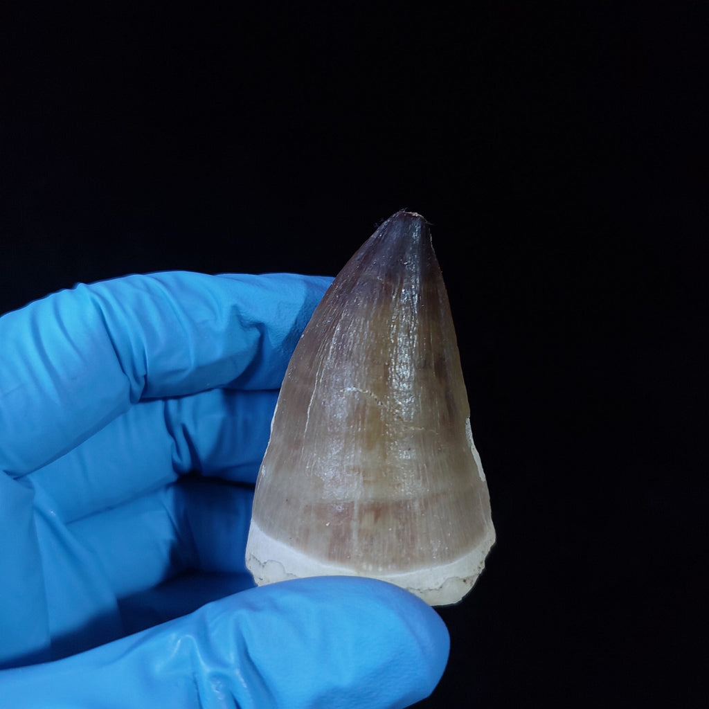 Bulk Prognathodon Fossil Teeth – AD-9774 - PaleoDeserts
