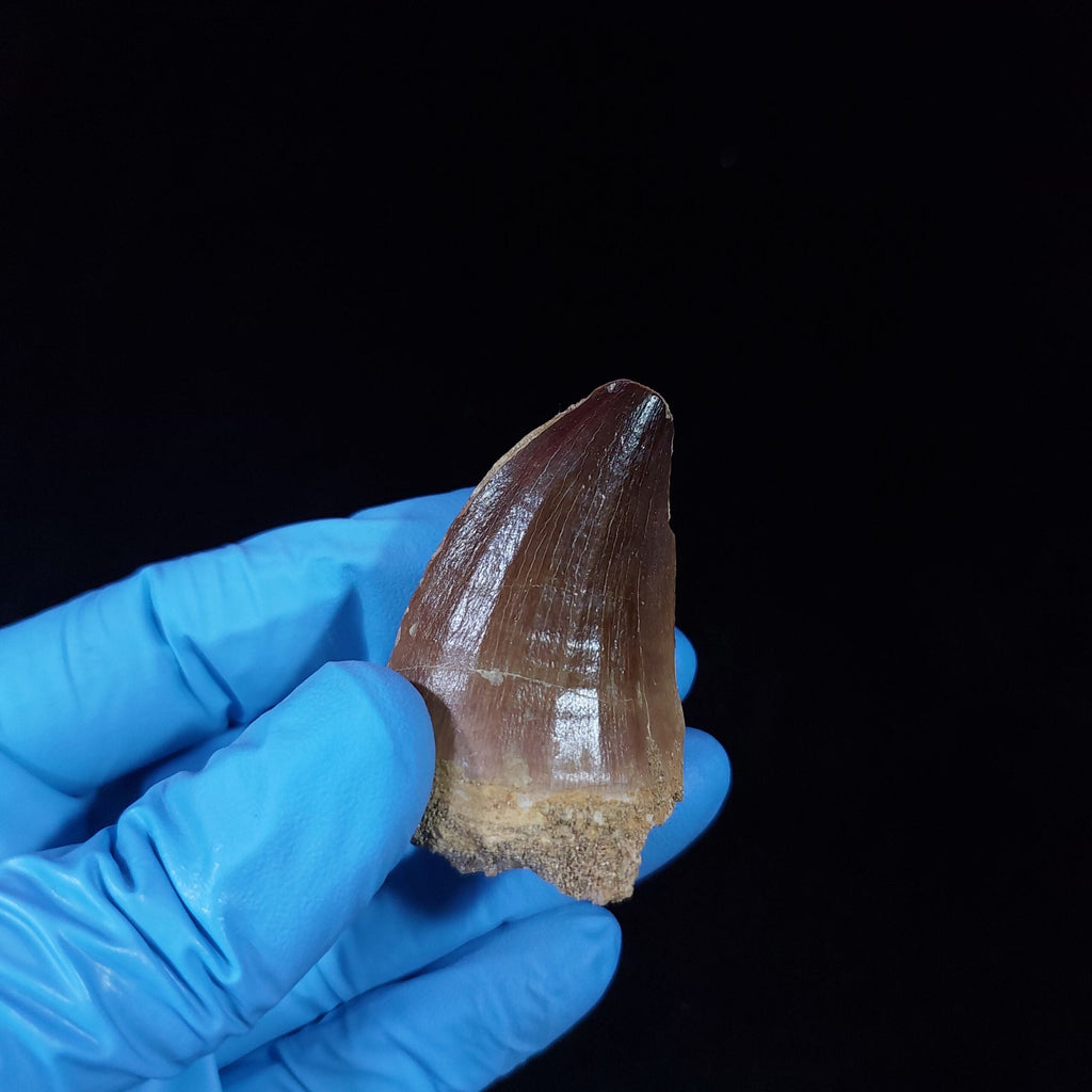 Bulk Prognathodon sp. Fossil Teeth, 2.4 in / 6.2cm – AD-10228 - PaleoDeserts