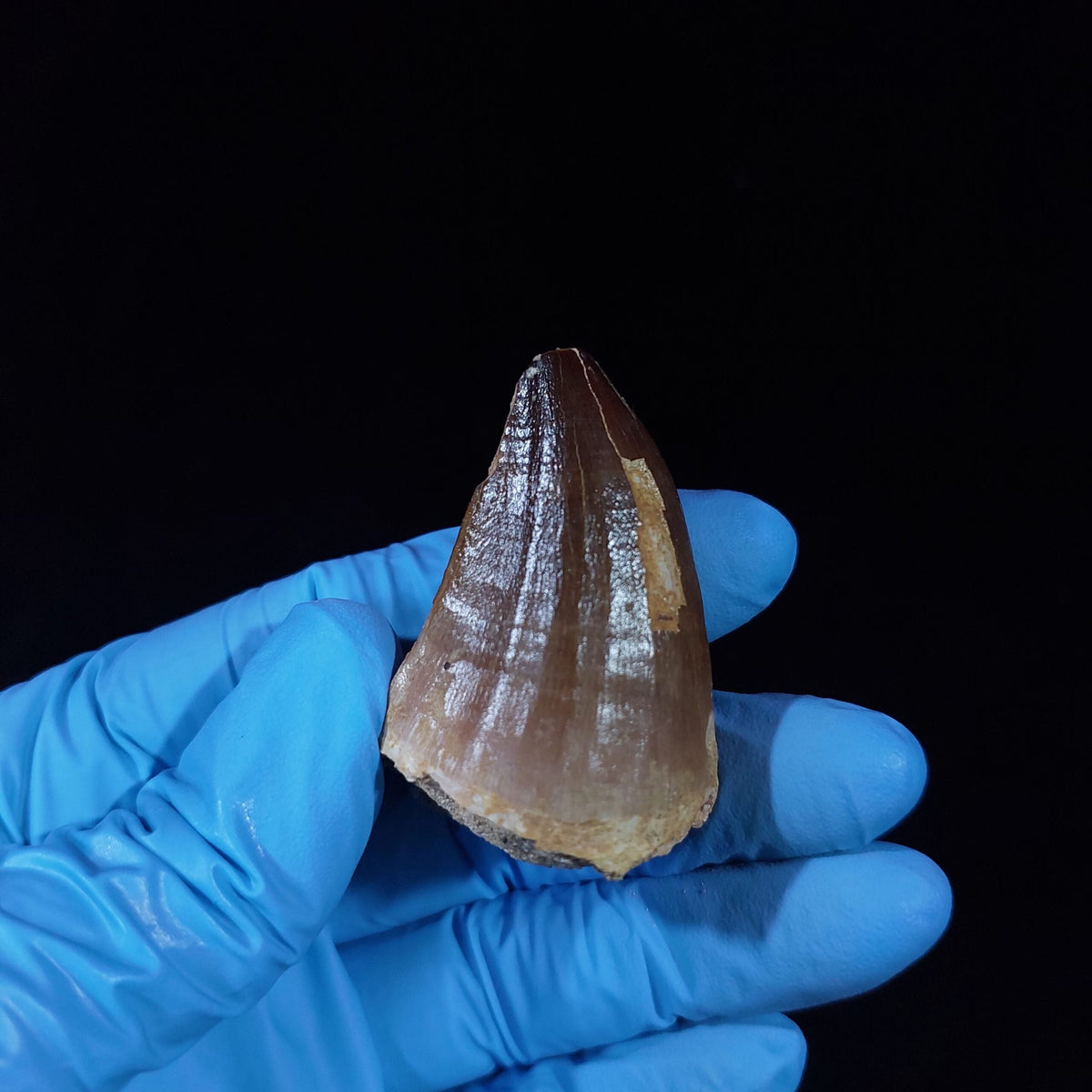 Bulk Prognathodon sp. Fossil Teeth, 2.4 in / 6.2cm – AD-10228 - PaleoDeserts