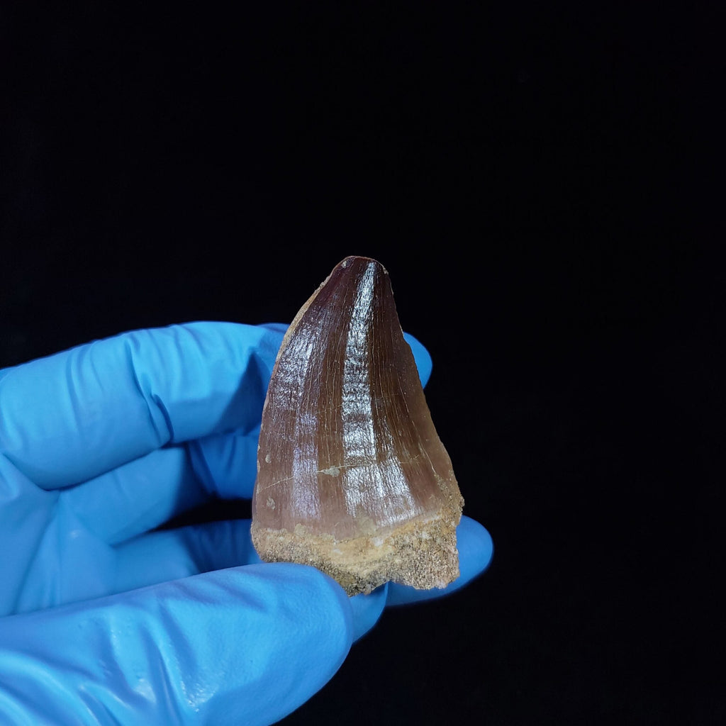 Bulk Prognathodon sp. Fossil Teeth, 2.4 in / 6.2cm – AD-10228 - PaleoDeserts