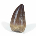 Bulk Prognathodon sp. Fossil Teeth, 2.4 in / 6.2cm – AD-10228 - PaleoDeserts