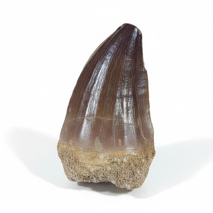 Prognathodon Mosasaur Fossil Teeth, 2.4 in (6.2 cm) – Bulk Lot, Sidi Chennane, Morocco