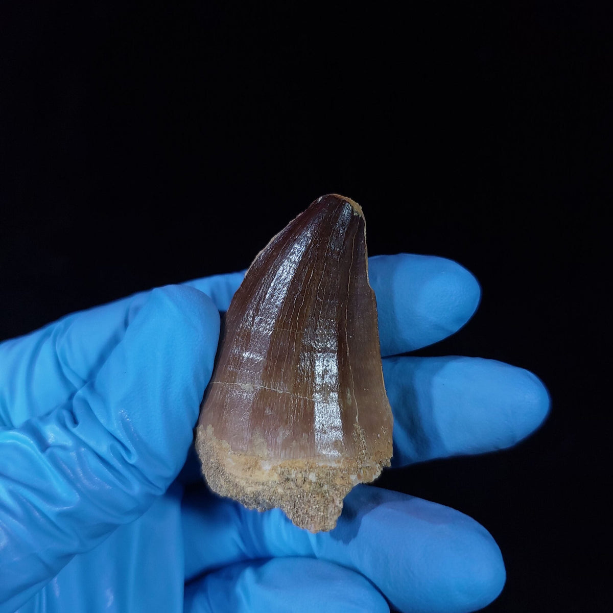 Bulk Prognathodon sp. Fossil Teeth, 2.4 in / 6.2cm – AD-10228 - PaleoDeserts
