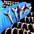 Bulk Scapanorhynchus Fossil Teeth – AD-12798 - PaleoDeserts