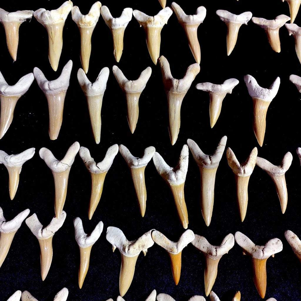Bulk Scapanorhynchus Fossil Teeth – AD-12798 - PaleoDeserts