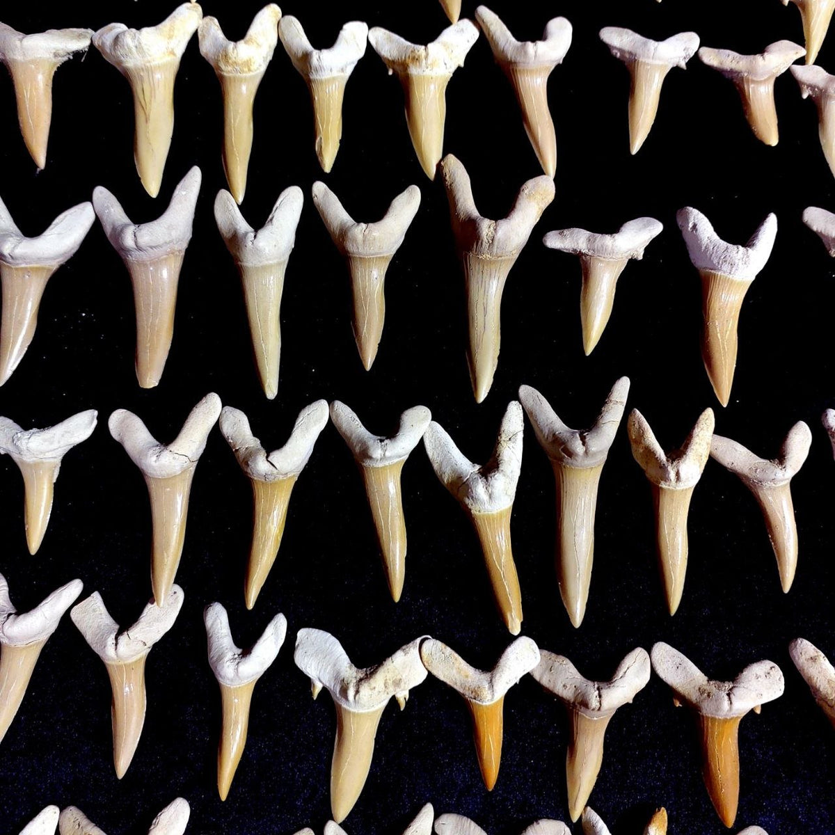 Bulk Scapanorhynchus Fossil Teeth – AD-12798 - PaleoDeserts