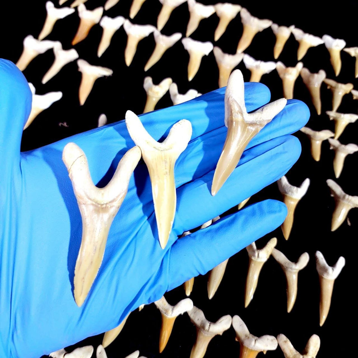 Bulk Scapanorhynchus Fossil Teeth – AD-12798 - PaleoDeserts