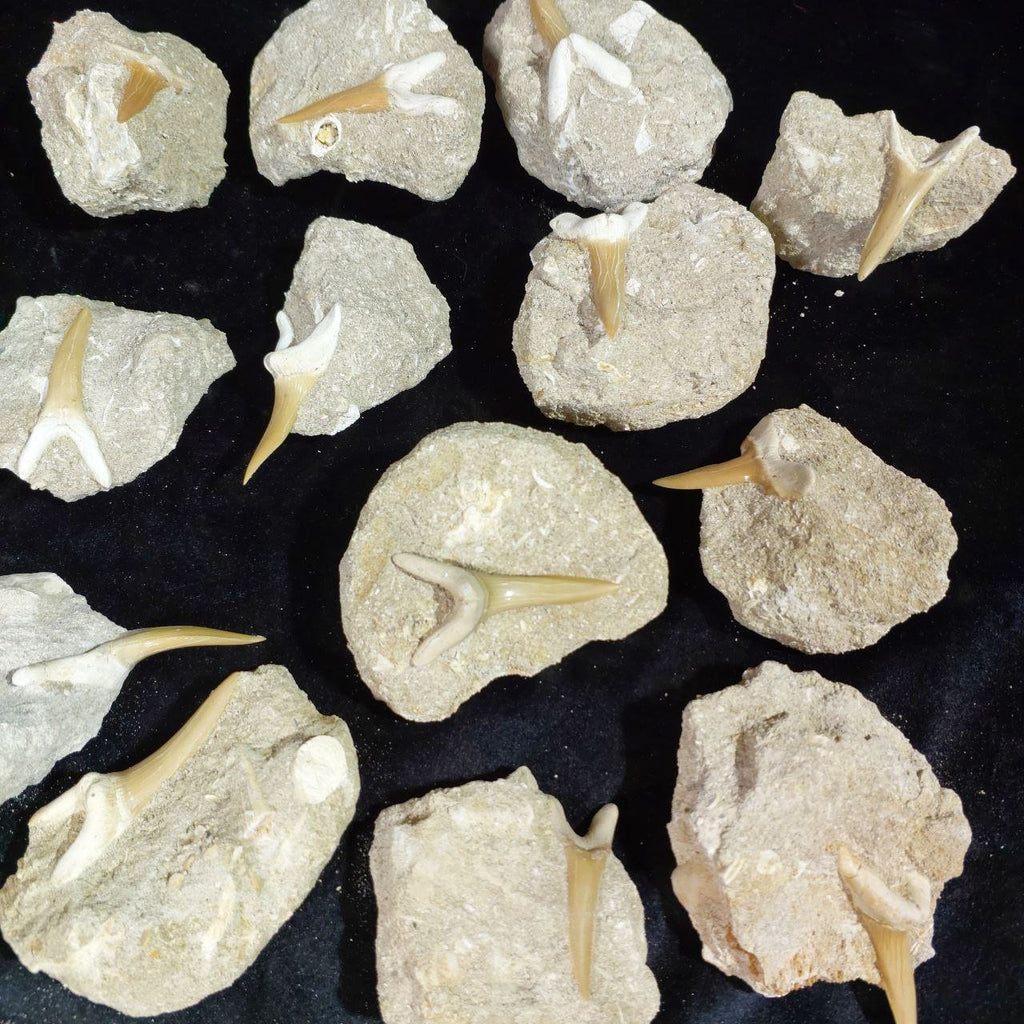 Bulk Scapanorhynchus Fossil Teeth – AD-12798 - PaleoDeserts