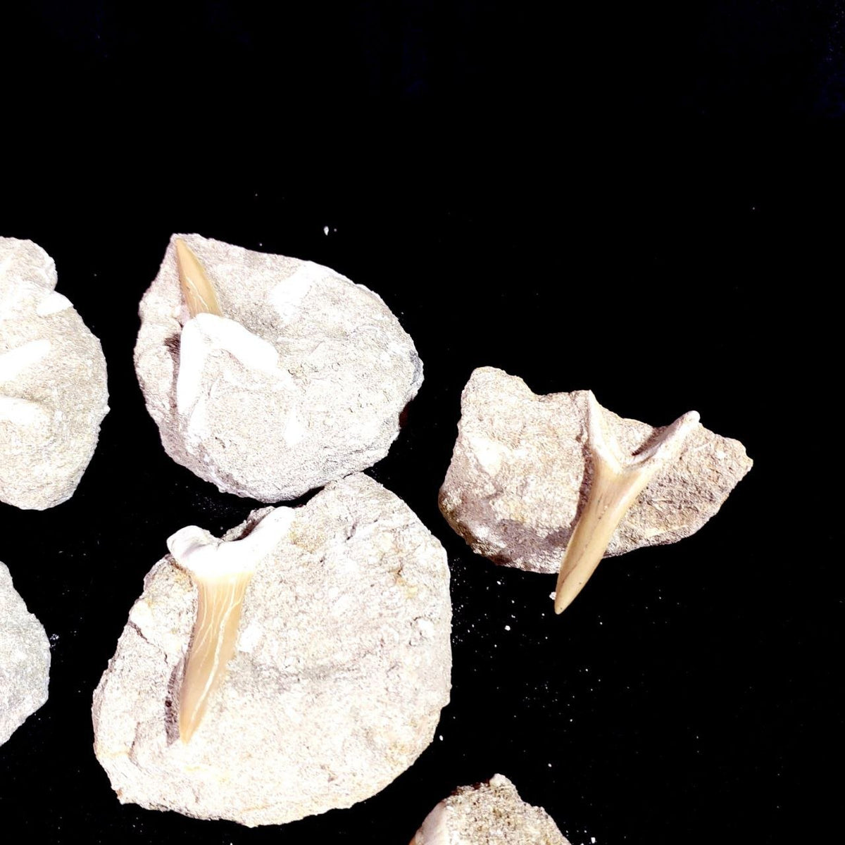 Bulk Scapanorhynchus Fossil Teeth – AD-12798 - PaleoDeserts