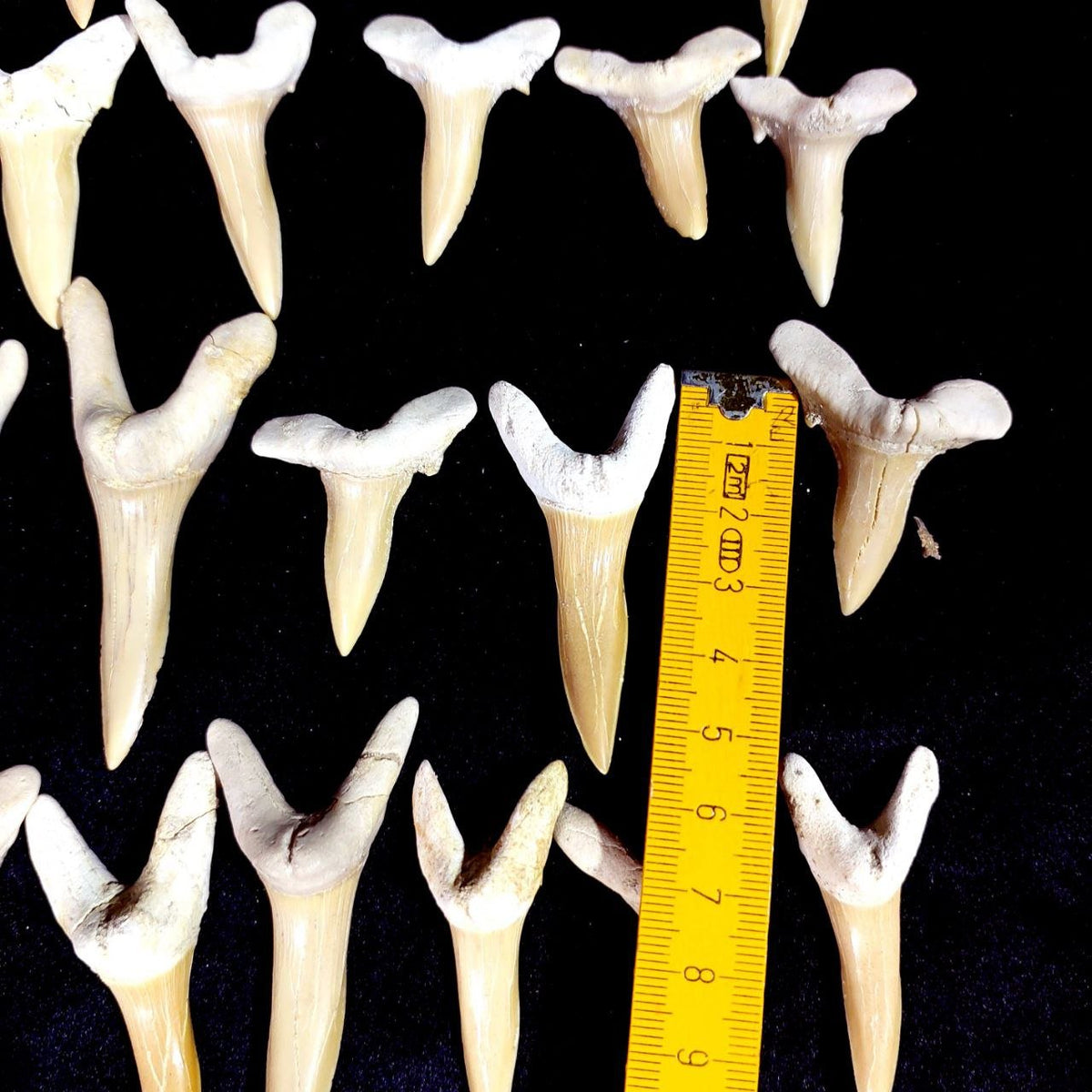 Bulk Scapanorhynchus Fossil Teeth – AD-12798 - PaleoDeserts