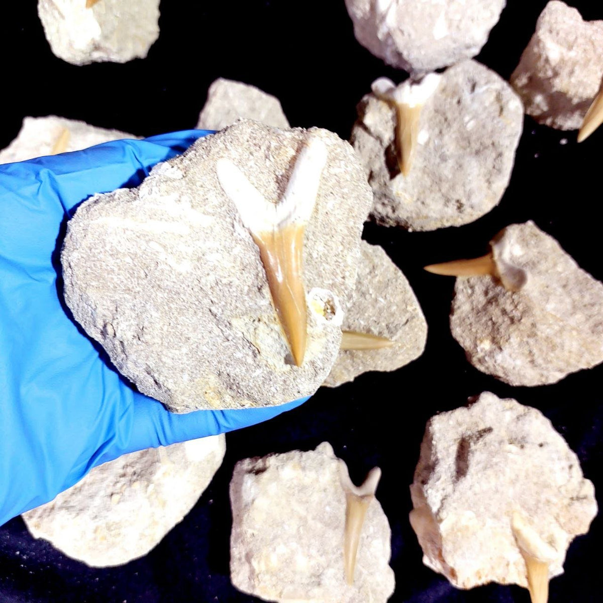 Bulk Scapanorhynchus Fossil Teeth – AD-12798 - PaleoDeserts