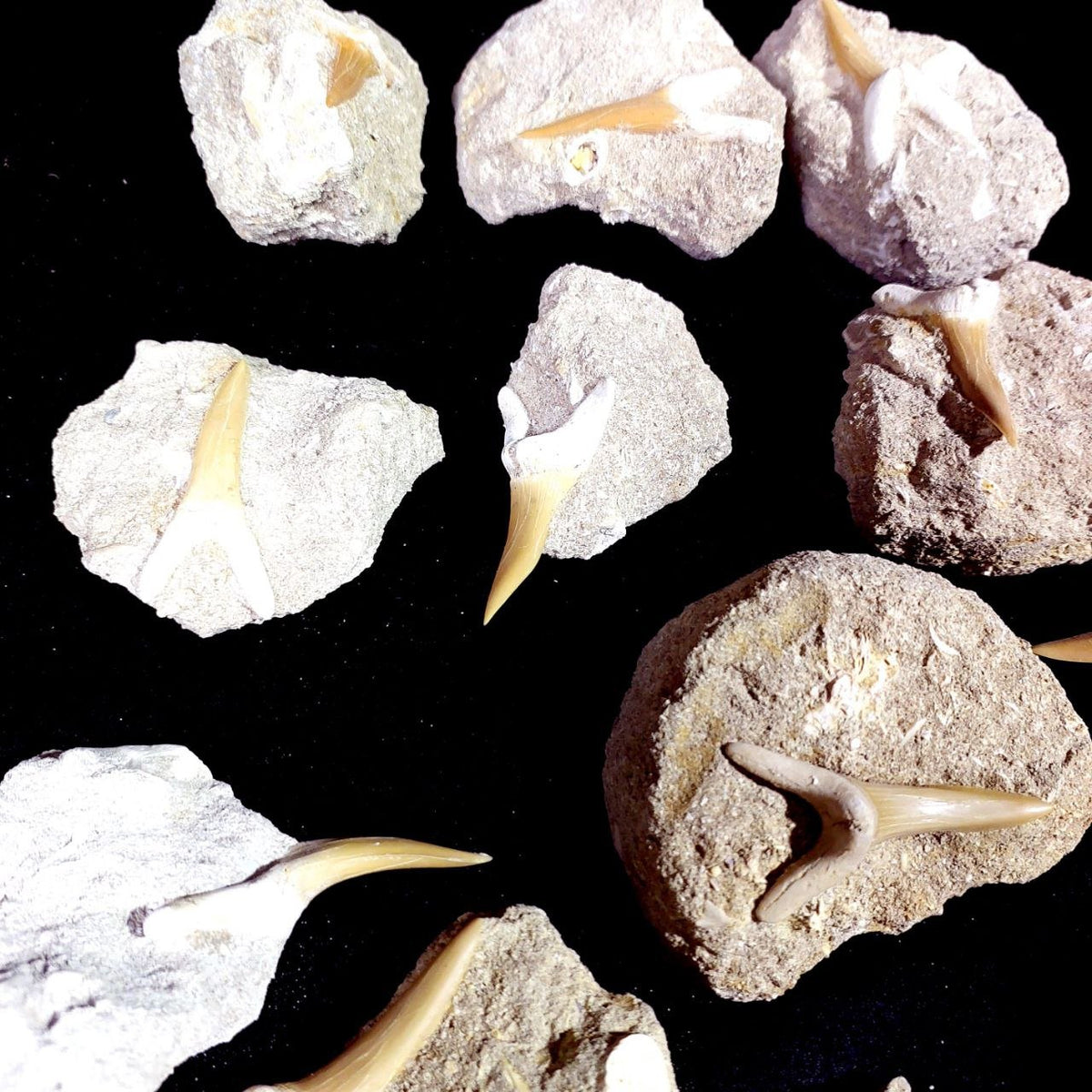 Bulk Scapanorhynchus Fossil Teeth – AD-12798 - PaleoDeserts