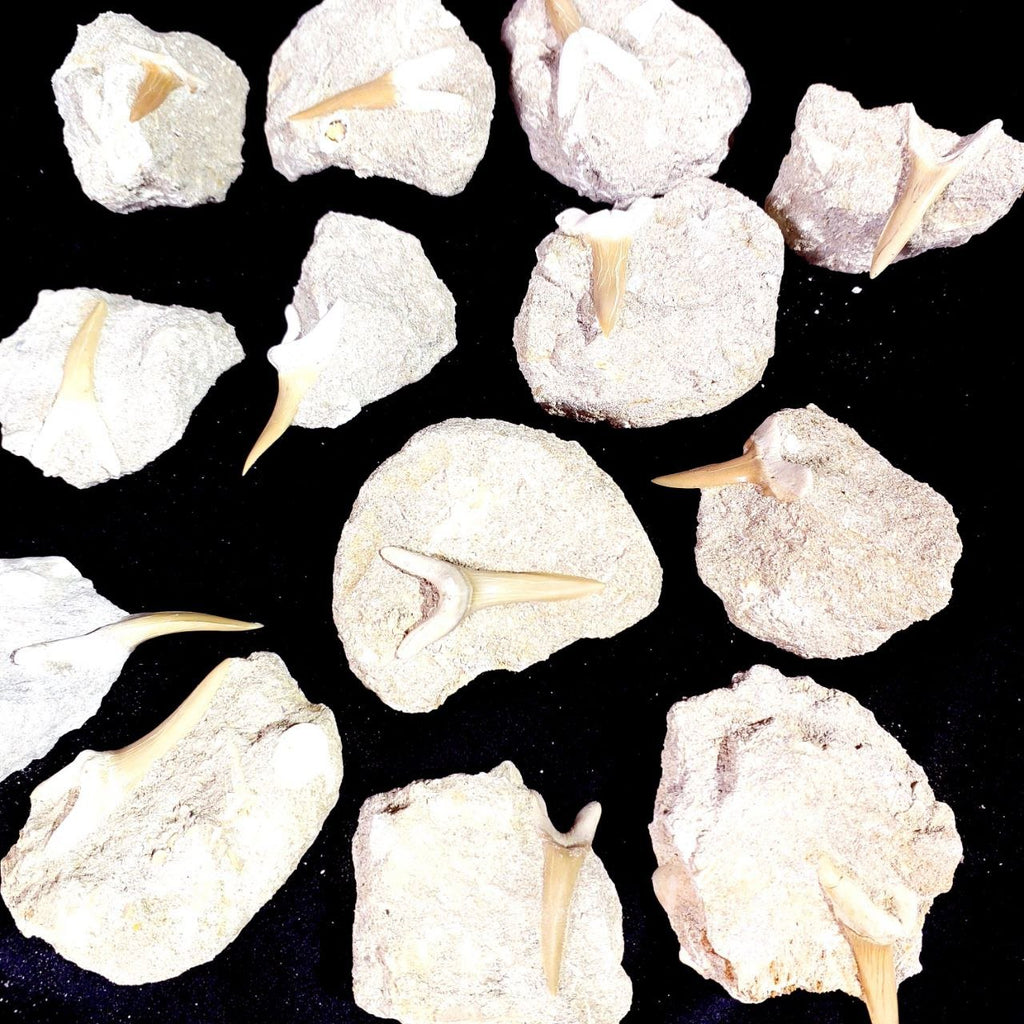 Bulk Scapanorhynchus Fossil Teeth – AD-12798 - PaleoDeserts