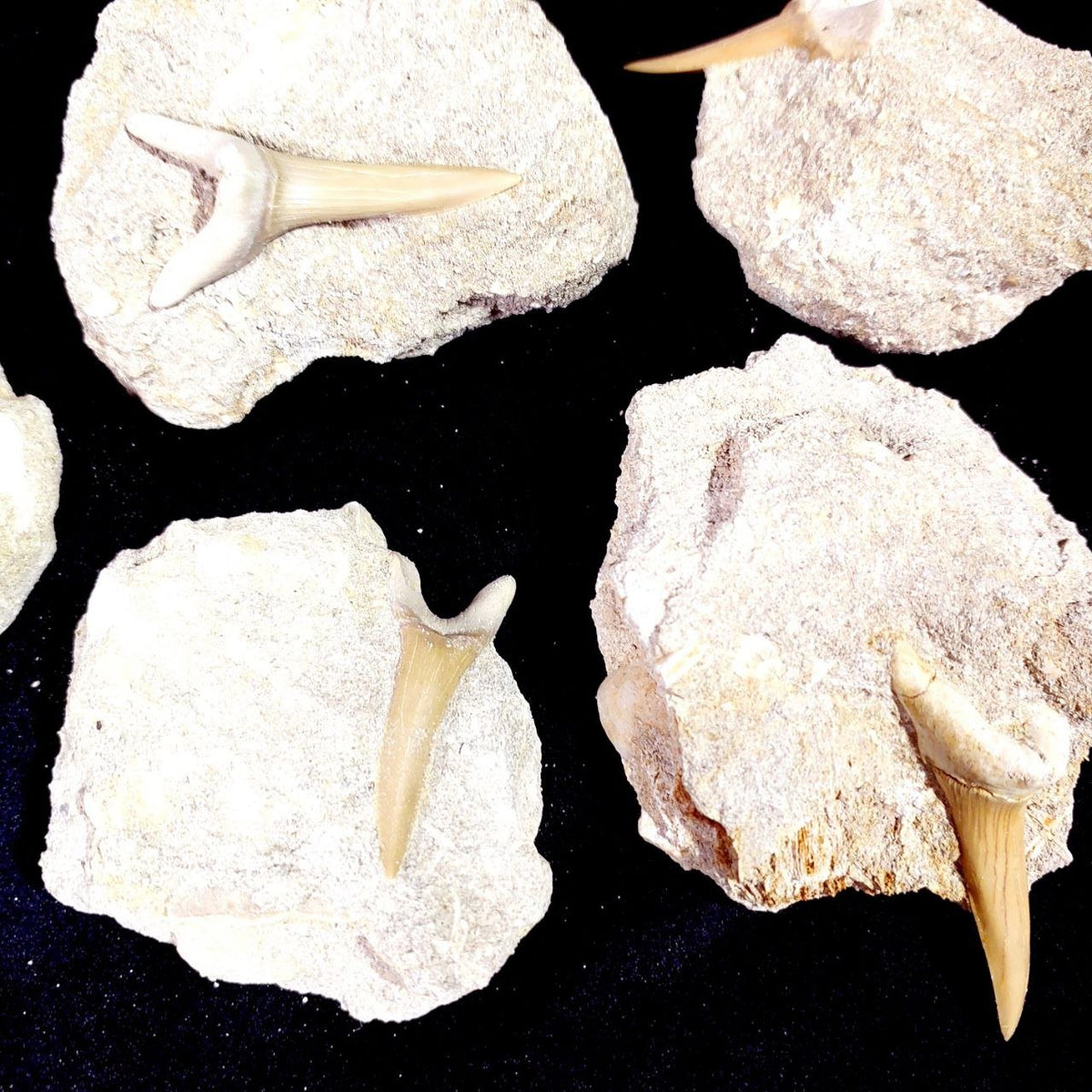 Bulk Scapanorhynchus Fossil Teeth – AD-12798 - PaleoDeserts