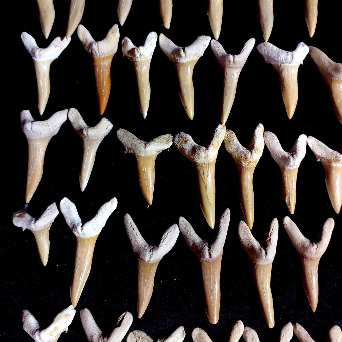 Bulk Scapanorhynchus Fossil Teeth – AD-12798 - PaleoDeserts