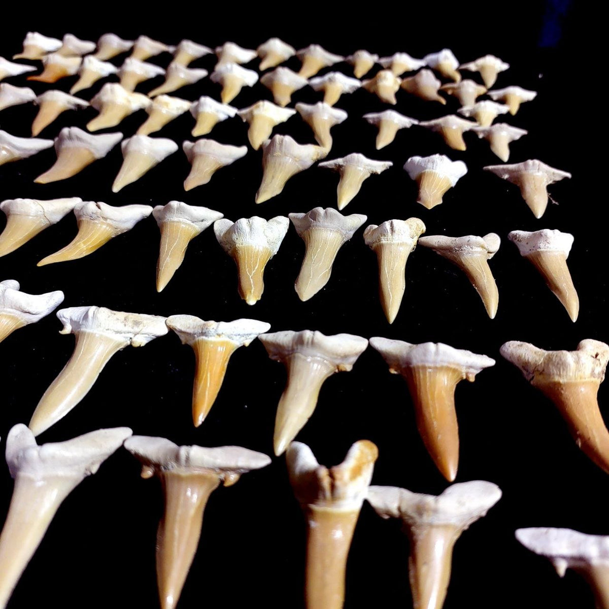 Bulk Scapanorhynchus Fossil Teeth – AD-12798 - PaleoDeserts