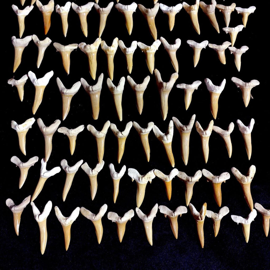 Bulk Scapanorhynchus Fossil Teeth – AD-12798 - PaleoDeserts