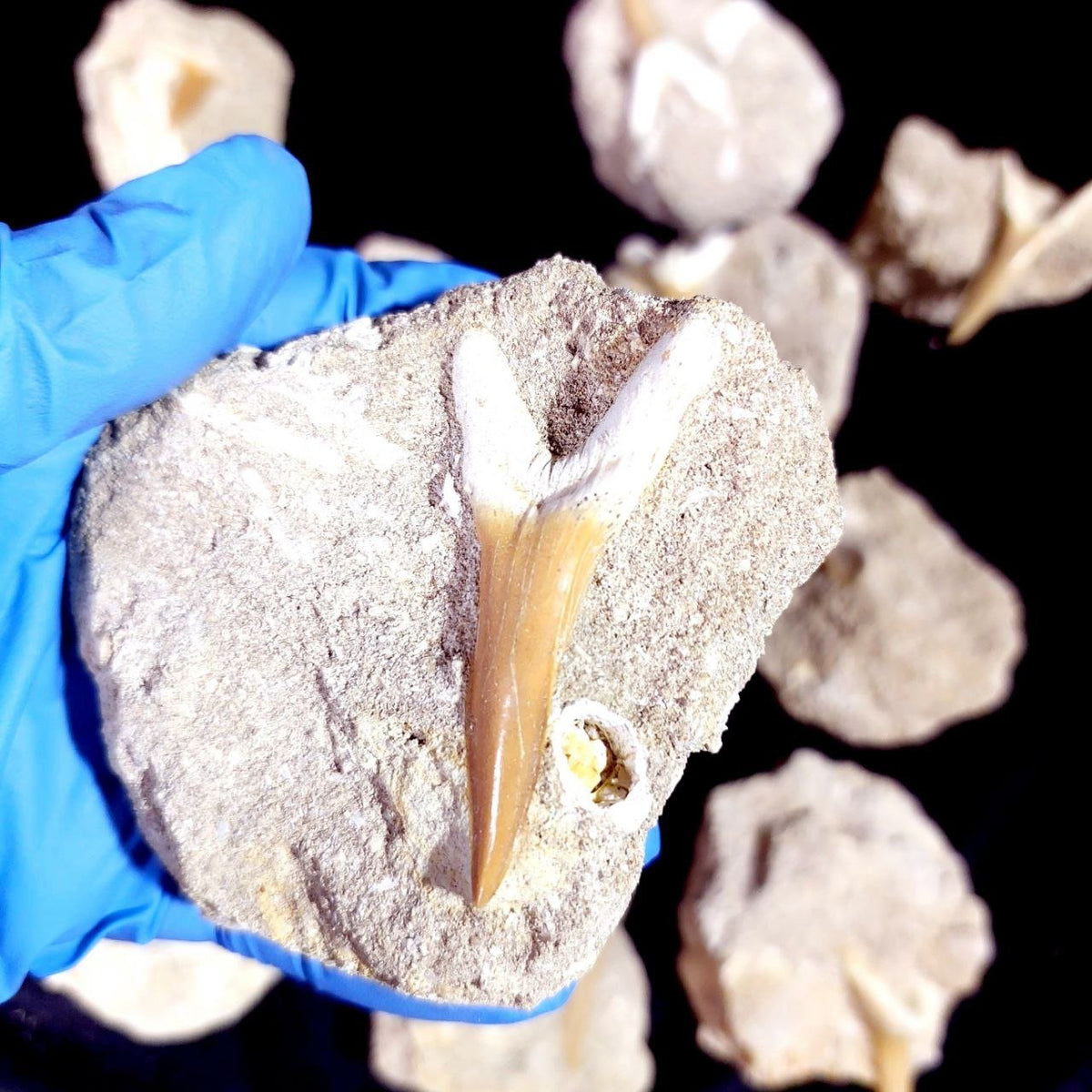 Bulk Scapanorhynchus Fossil Teeth – AD-12798 - PaleoDeserts