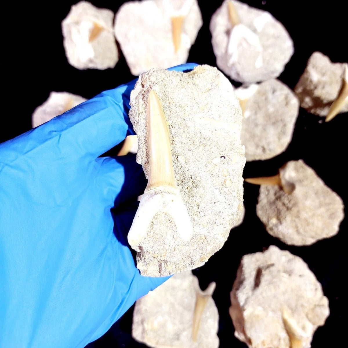Bulk Scapanorhynchus Fossil Teeth – AD-12798 - PaleoDeserts