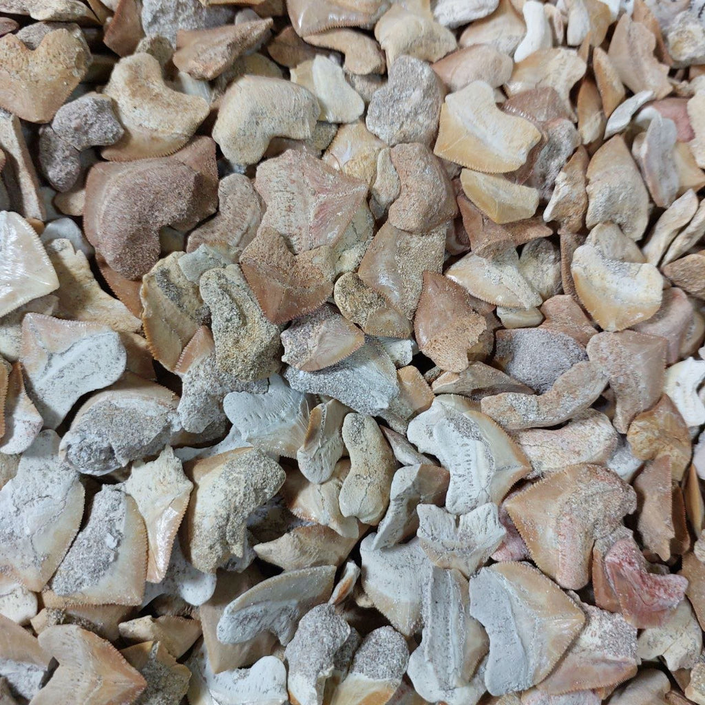 Bulk Squalicorax Fossil Teeth – AD-12685 - PaleoDeserts