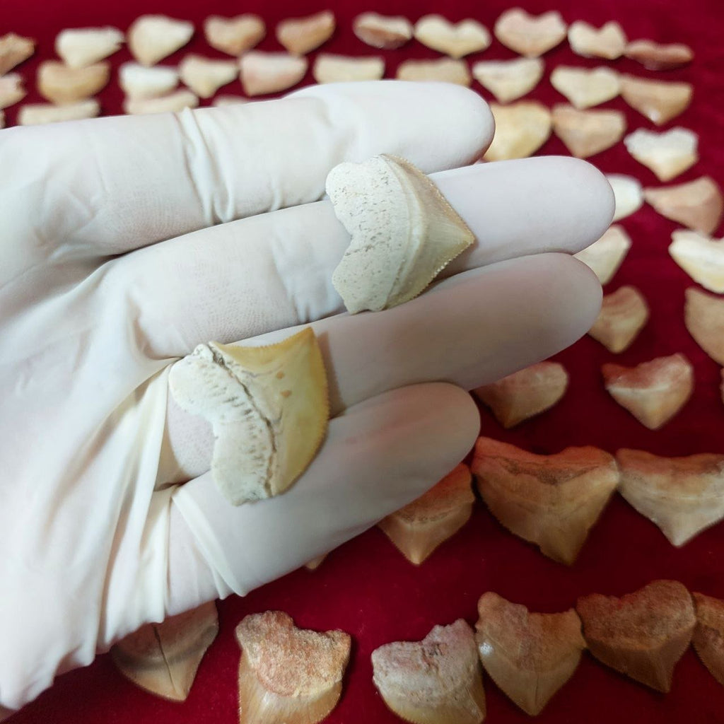 Bulk Squalicorax Fossil Teeth – AD-12685 - PaleoDeserts