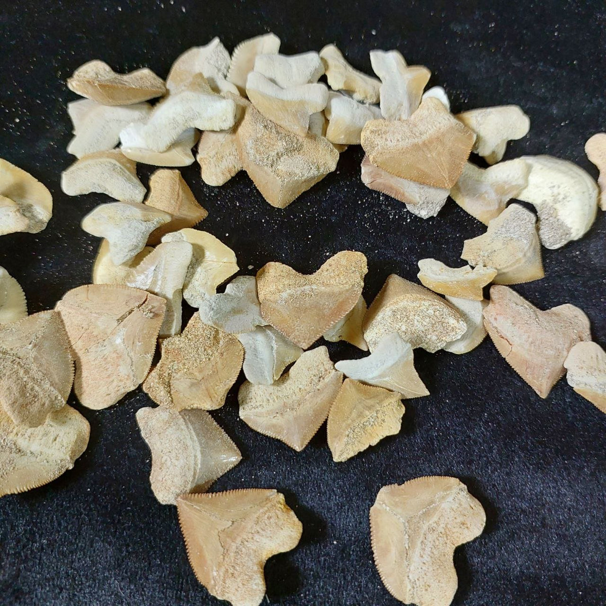 Bulk Squalicorax Fossil Teeth – AD-12685 - PaleoDeserts
