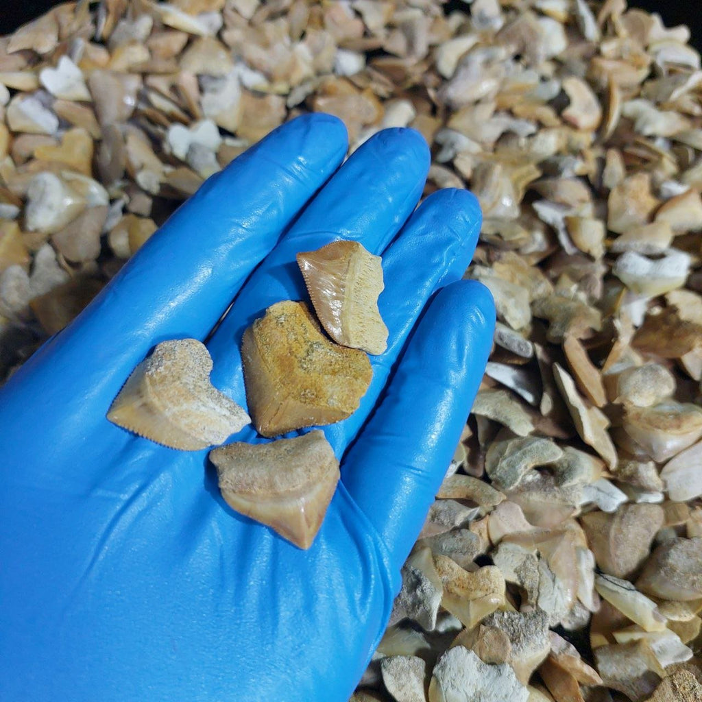 Bulk Squalicorax Fossil Teeth – AD-12685 - PaleoDeserts